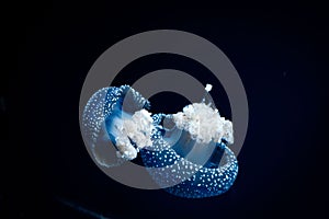 Closeup of two jellyfishes swimming in dark sea