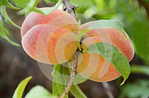 Closeup of Two Juicy Ripe Peaches Ready for Harvest