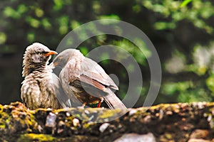 Closeup of two jungle babblers, Argya striata.