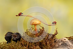 Closeup two ladybugs swinging on the branch on the mushroom