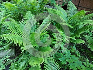 Closeup two large Ferns grows in the garden