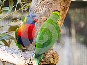 Closeup of two Loriini parrots perched on a tree trunk