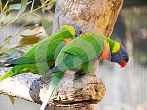 Closeup of two Loriini parrots perched on a tree trunk