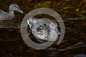 Closeup of two mallards swimming in a pond