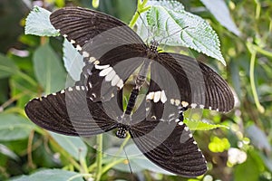 Closeup of two mating butterflies Papilio polytes with spread wings