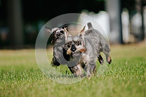 Closeup of two miniature schnauzers running and playing in a park on a sunny day