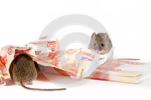 Closeup two mouse on pile of cash on white background. concept of the depreciation of the currency photo