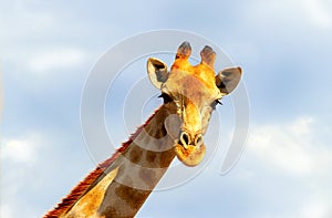 Closeup two namibian giraffes on blue sky background