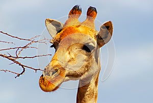 Closeup two namibian giraffes on blue sky background