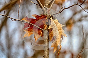 Closeup of two oak leaves hanging from a tree branch in the woods in the afternoon sunlight