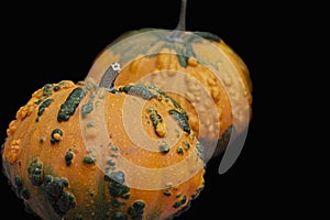 Closeup of two orange and green pumpkins