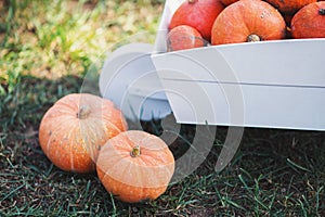 Closeup two orange pumpkins near white decorative wooden cart in the backyard surrounded by green nature in the garden