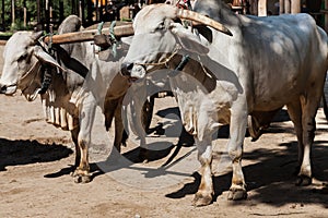 Closeup of two oxen that are harnessed to an oxcart