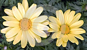 Closeup of Two Pale Yellow Argyranthemum frutescens \'Butterfly\' Flowers