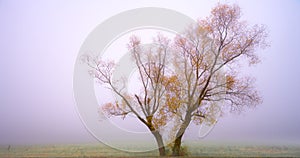 Closeup of two picturesque trees in the field covered with fog