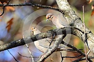 Closeup of two pigeons birds perched on a tree branch