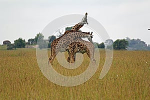 Closeup of two playful giraffes, the fauna of Serengeti National Park, Tanzania