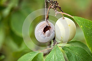 Closeup of two plums, one healty and one moldy