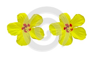 Closeup of two pure yellow hibiscus flower blossom blooming isolated on white background, stock photo, spring summer flower,