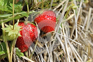 Closeup of two ripe red strawberries on broken twigs on the ground in a sunny forest