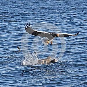 Closeup of two Sea Eagles fighting close to the water's surface