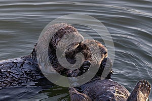 Closeup of two sea otters floating in ocean. Looking to the side.