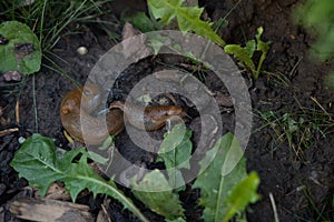 Closeup of two slugs on the ground