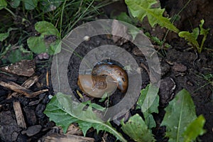 Closeup of two slugs on the ground