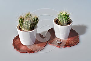 Closeup of two small cactuses and an engagement ring on a white surfa