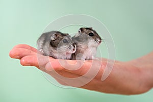 Closeup of two small funny miniature jungar hamsters sitting on a woman`s hands. Fluffy and cute Dzhungar rats at home