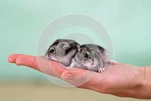 Closeup of two small funny miniature jungar hamsters sitting on a woman`s hands. Fluffy and cute Dzhungar rats at home