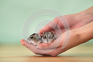 Closeup of two small funny miniature jungar hamsters sitting on a woman`s hands. Fluffy and cute Dzhungar rats at home