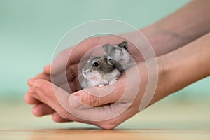 Closeup of two small funny miniature jungar hamsters sitting on a woman`s hands. Fluffy and cute Dzhungar rats at home