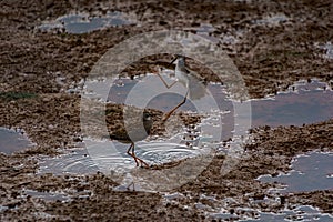 Closeup of two Solitary sandpiper birds fighting for food in a muddy puddle