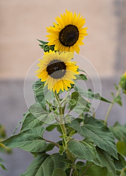 Closeup of two sunflowers  and insect