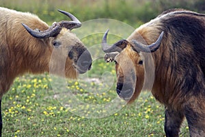 Closeup of two Takins (Musk Ox Relative) photo