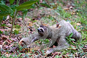 Closeup of a Two-toed sloth on the ground covered in leaves and grass under the sunlight at daytime