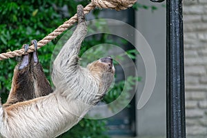 Closeup of a Two-toed sloth hanging from a rope surrounded by greenery in a zoo