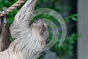 Closeup of a Two-toed sloth hanging from a rope surrounded by greenery in a zoo