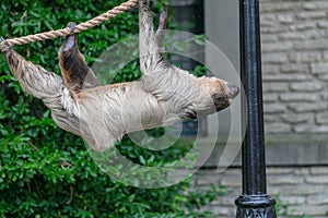 Closeup of a Two-toed sloth hanging from a rope surrounded by greenery in a zoo