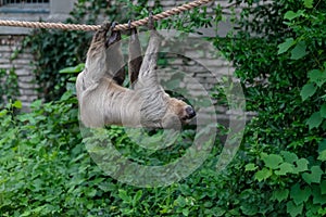Closeup of a Two-toed sloth hanging from a rope surrounded by greenery in a zoo