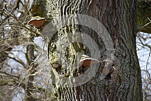 Closeup of two tree mushrooms on a tree trunk in a park in Kassel, Germany