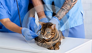 Closeup of two veterinarian doctors with stethoscope checking tabby cat`s heart rate in clinic. Panorama