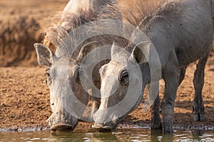 Closeup of two warthog piglets while having a drink.