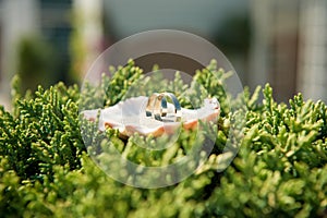 Closeup of two wedding rings sitting within a sand filled shell