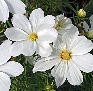 Closeup of Two White Cosmos Flowers