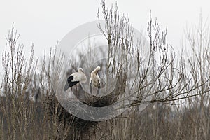 Closeup of two white storks perched on their nests on top of a tree