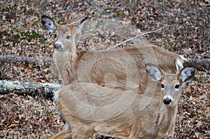 Closeup of Two Whitetail Deer Looking to the Left