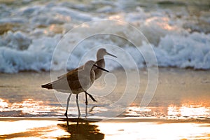 Closeup of two willets walking on the beach at sunset