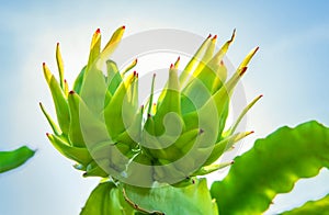 Closeup of two young dragon fruits growing on a branch of cactus tree against blue sky